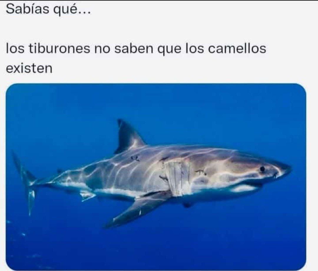los tiburones no saben que los camellos existen, un duro golpe para los amantes de los tiburones - meme