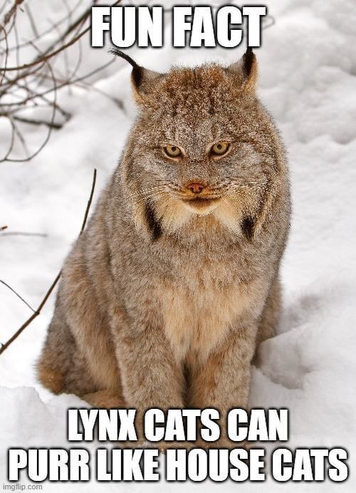 Lynx cats can purr. Nature just flexing at this point - meme