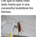 Las cucarachas son más limpias que tu