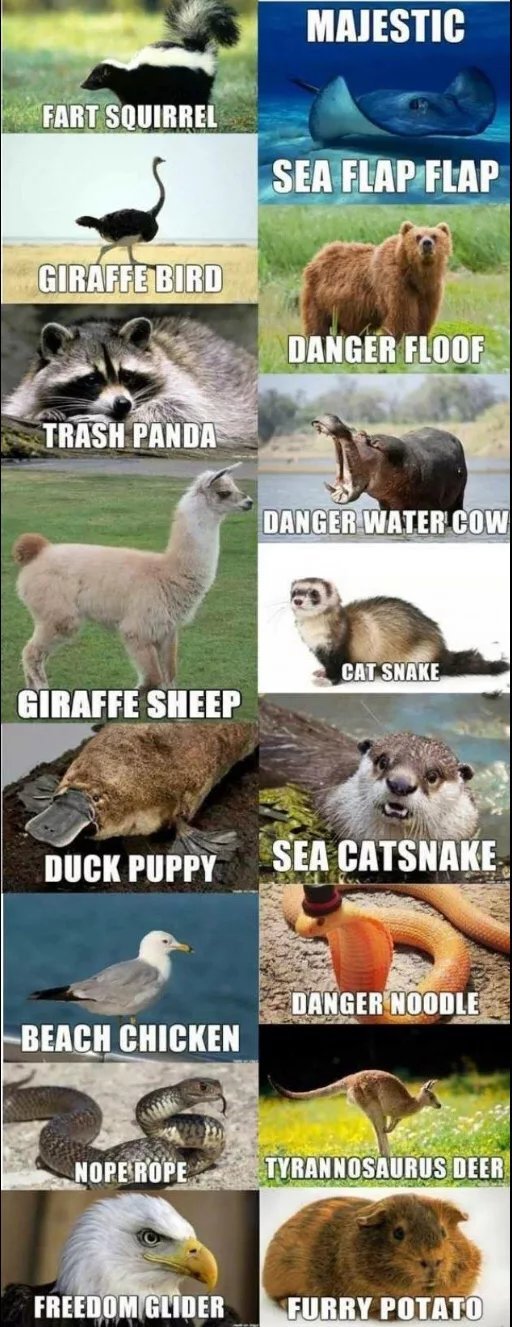 Real animal names - meme