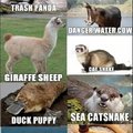 Real animal names