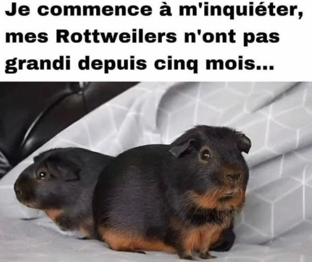 5 mois plus tard, toujours pas de croissance... de rottweiler - meme