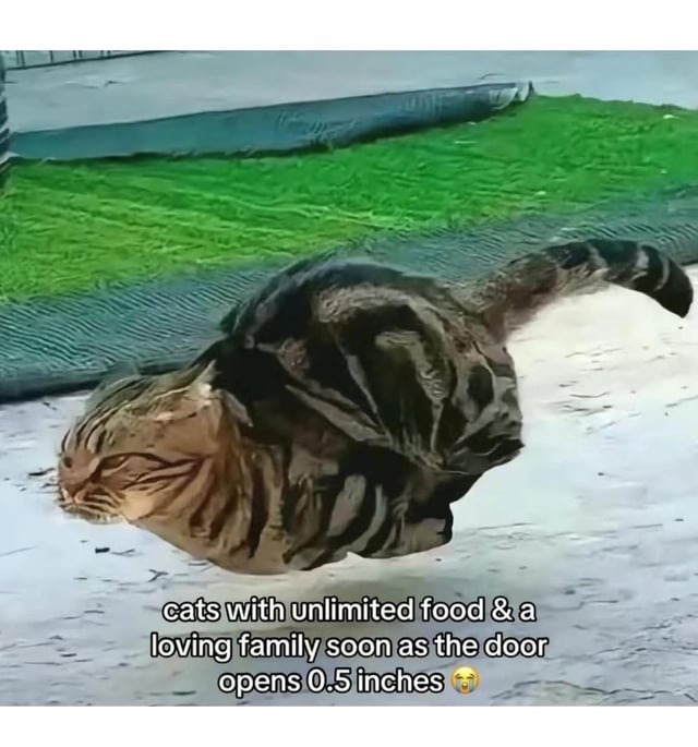 Cats with everything they need. Still sprinting when door opens - meme