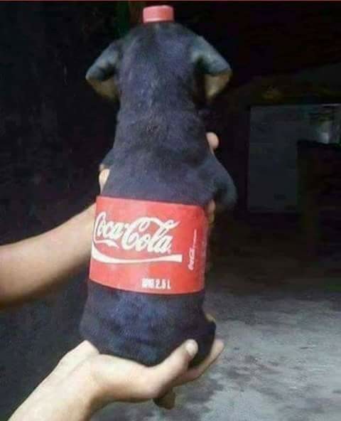 Doggo is coca now - meme