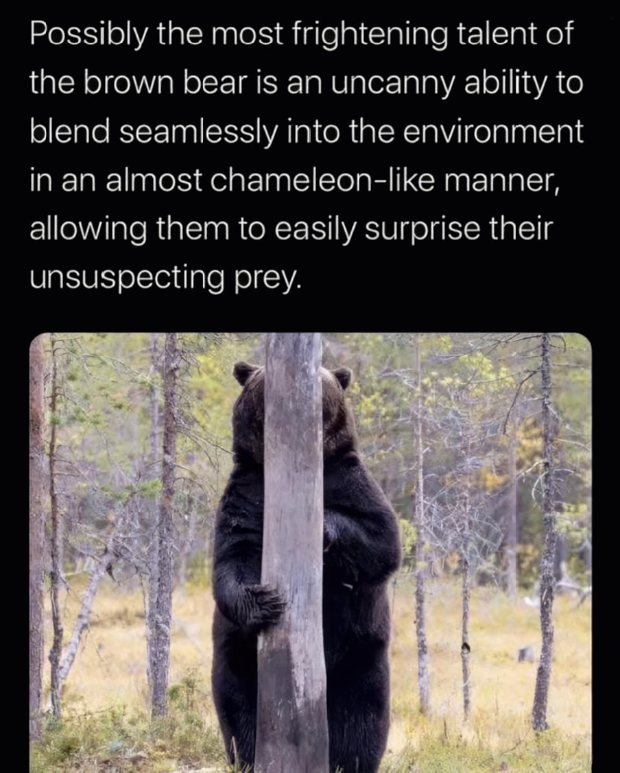 Stealth Bear - meme
