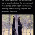 Stealth Bear