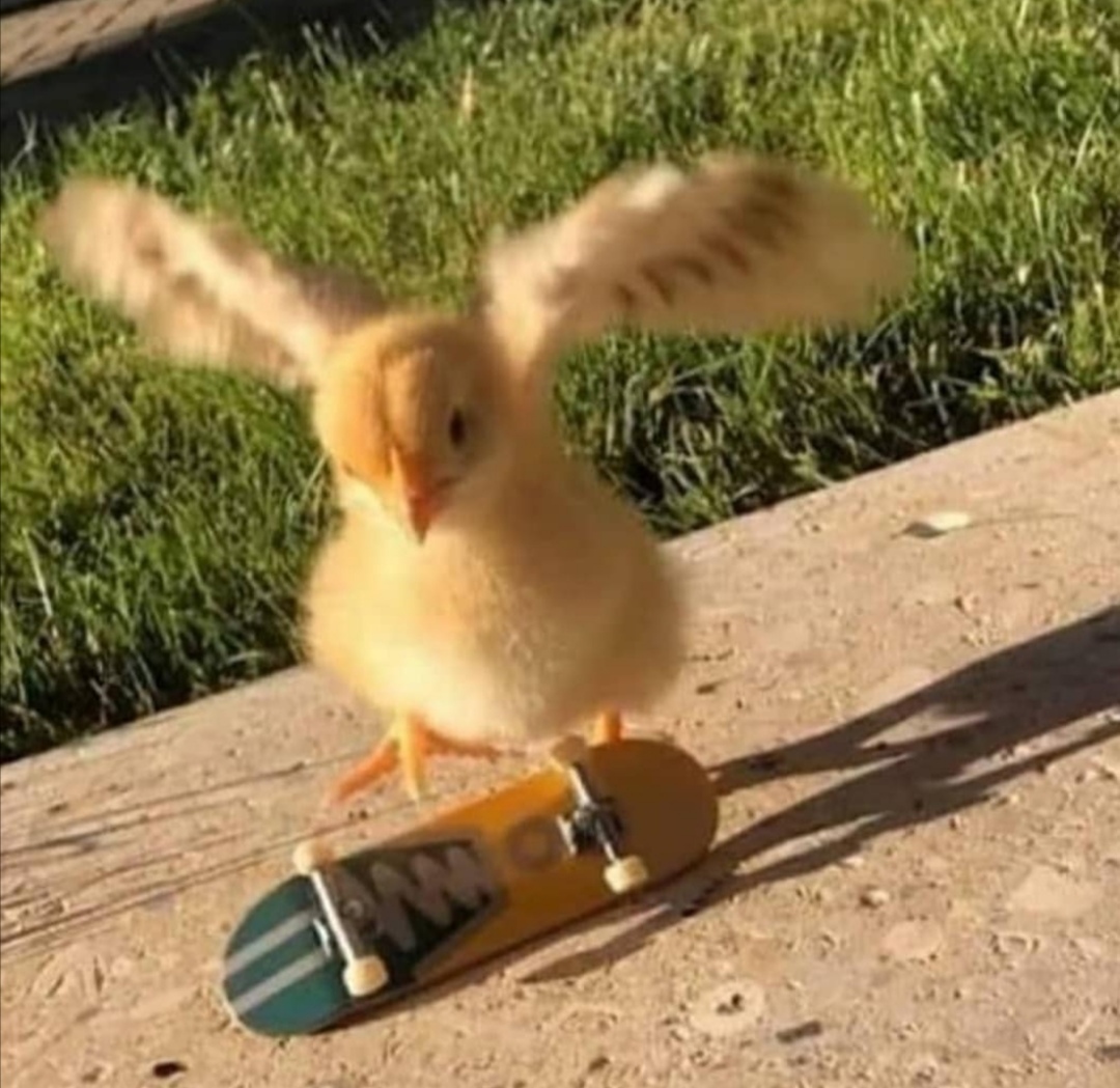 Kickflip chicken - meme