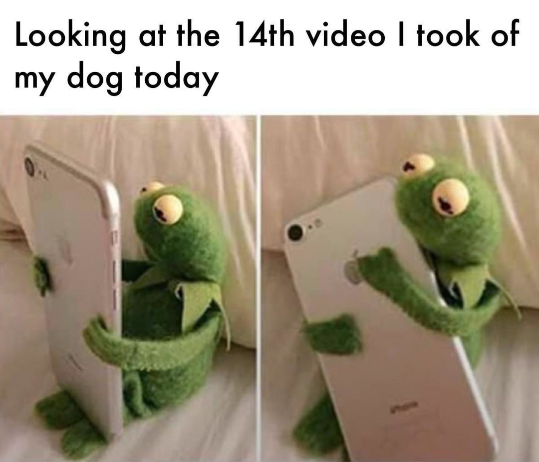 Just watched my 14th dog video of the day. Still not enough - meme