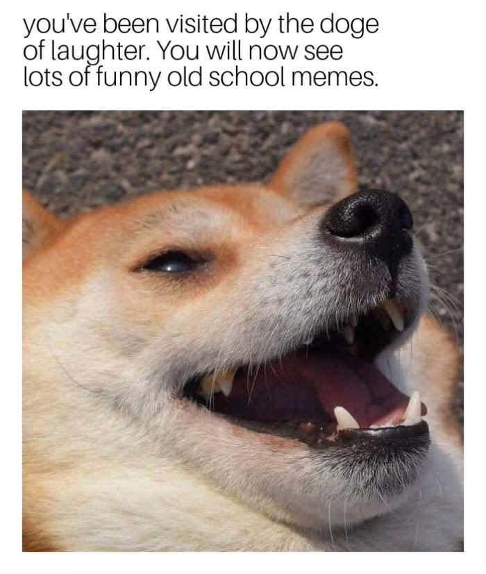 Laughing doggo... - meme