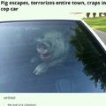 The irony of a pig arresting a pig