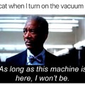 cats and vacuums