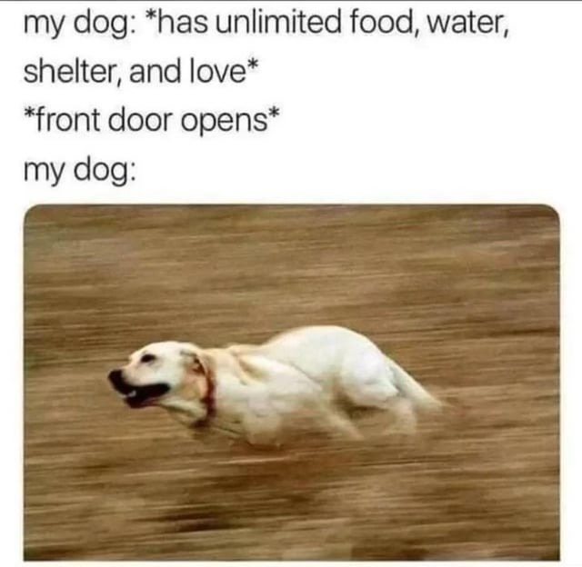 Dogs be like - meme