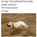 Dogs be like