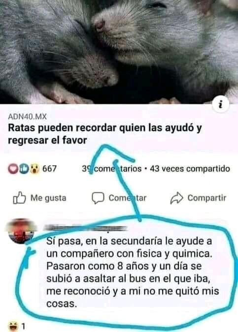las ratas recuerdan quién les ayudó - meme