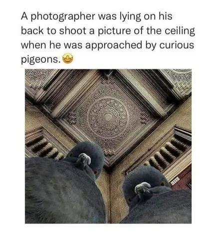 The pigeon council inspecting the fallen photographer - meme
