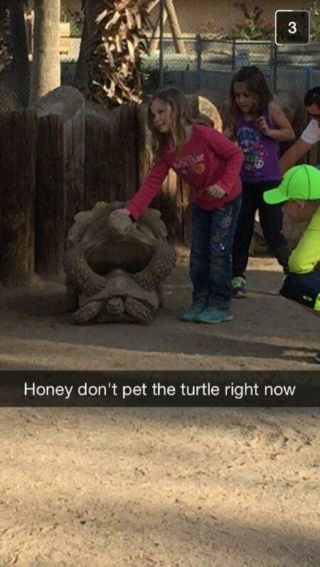 Keep petting the turtle - meme
