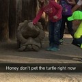 Keep petting the turtle