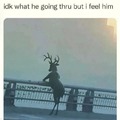 deer moment