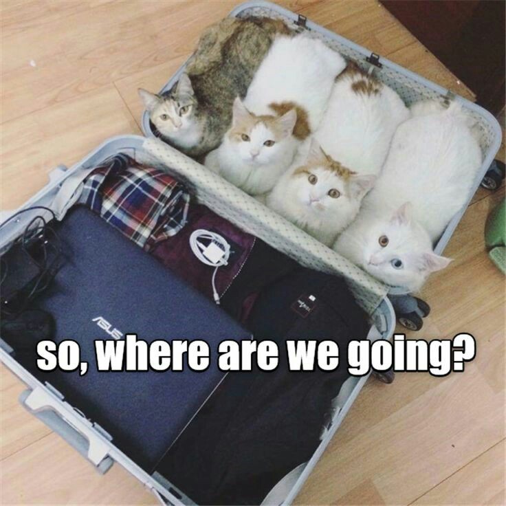 Bag full of cattos - meme