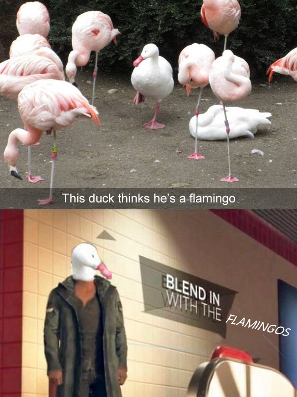 This duck thinks he's a flamingo - meme