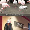 This duck thinks he's a flamingo