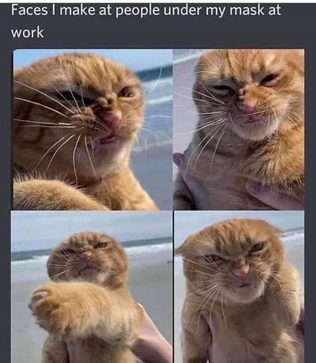 Angry cat - meme
