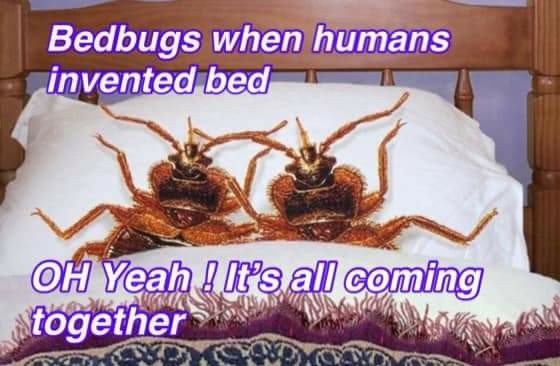 Who here has had bedbugs? - meme