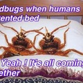 Who here has had bedbugs?