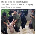 doggo but actually a pig