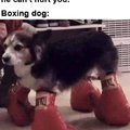 Boxing dog isn't real, he can't hurt you