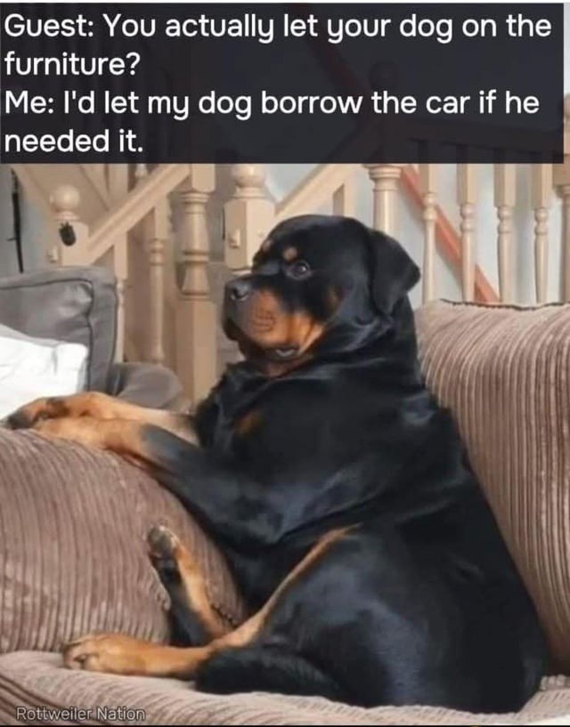 ﻿Guest: You actually let your on the furniture? Me: Id let my borrow the car if he needed it. Rottweiler Nation dog dog