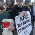 KFC Tortura Gallinas