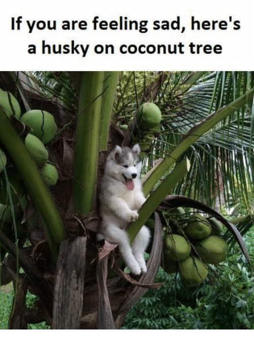 A husky on a coconut tree - meme