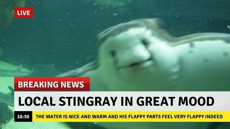Happy stingray - meme