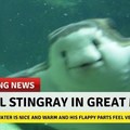 Happy stingray