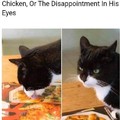 Cat gets dissapointed xD
