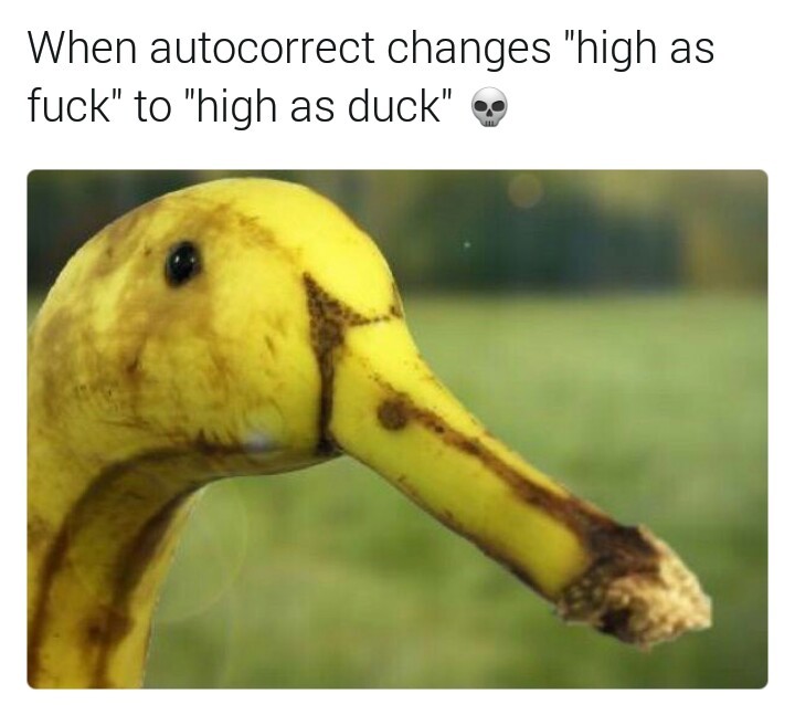 Ducks are everywhere - meme