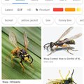 Wasps are assholes