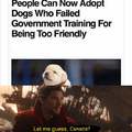 People can now adopt dogs who failed government training for being too friendly