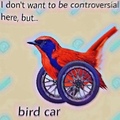 bird car