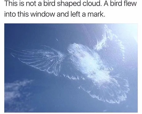 A bird shaped cloud - meme
