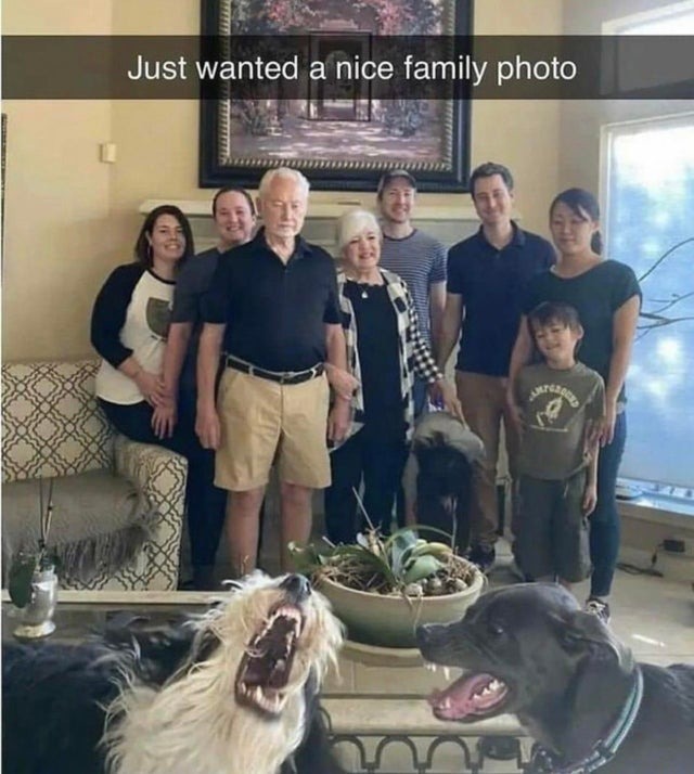 funny family photo with dogs - meme