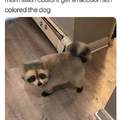 Racoons dog