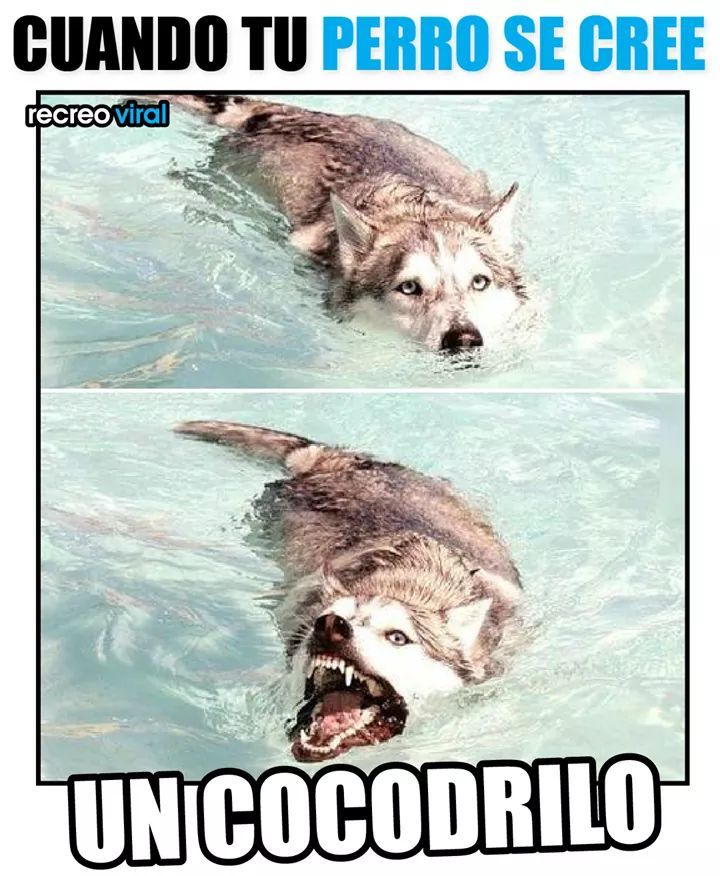 Cocodrilo - Meme by diegodestroy :) Memedroid