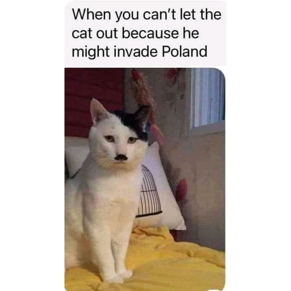Meow all over the world - meme