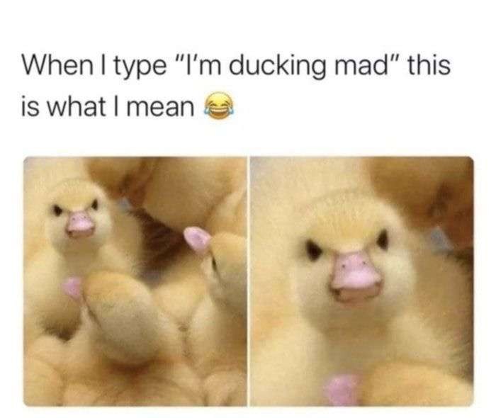 Ducking mad mf - meme