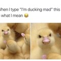 Ducking mad mf