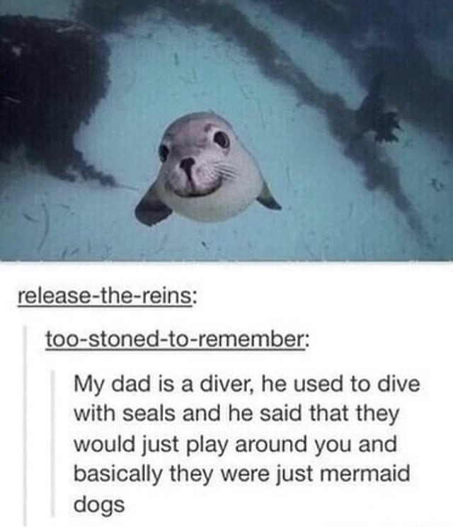 Wholesome seals - meme