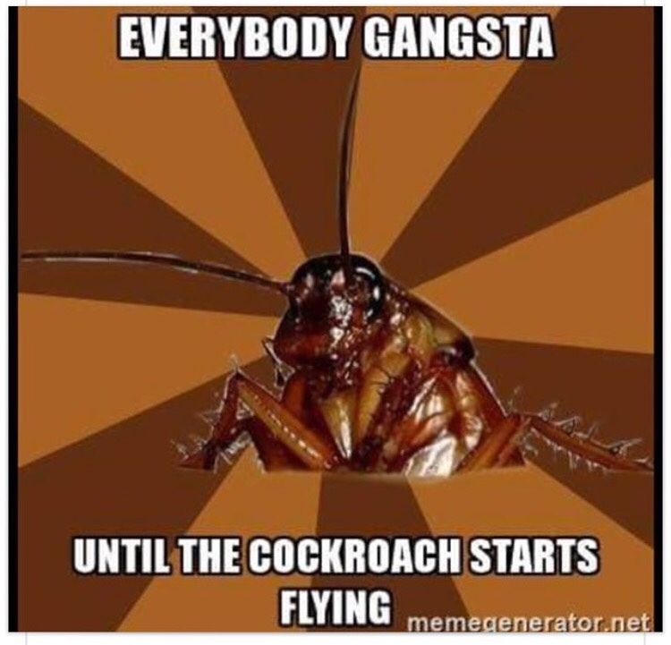 Fear Of Cockroaches Phobia Katsaridaphobia