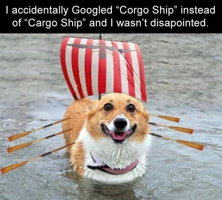 Doggo ship - meme